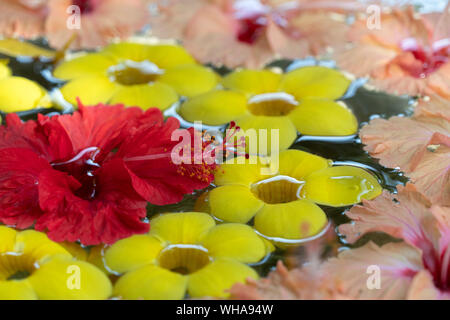 Spa Blumen Im Wasser detail Stockfoto