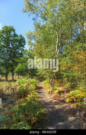 Einen Fußweg durch Heide, im Sommer, im gemeinsamen Land an die Smart Heide, Mayford, Woking, Surrey, South East England, UK an einem sonnigen Tag mit blauen Himmel Stockfoto