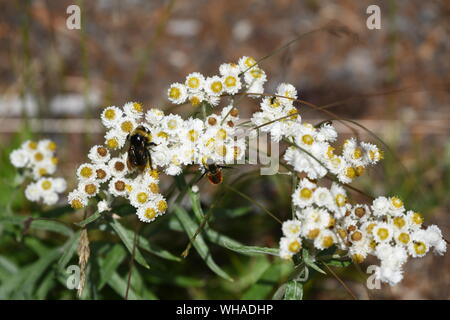 Wildblumen in Mount Rainier National Park Stockfoto