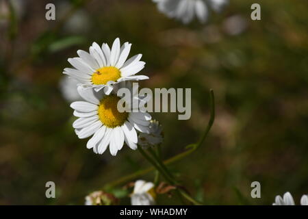 Wildblumen in Mount Rainier National Park Stockfoto