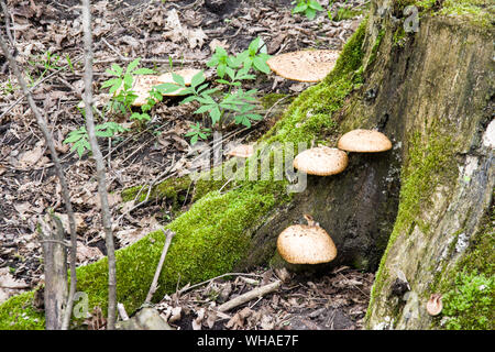 Polyporus squamosus aka Cerioporus squamosus Stockfoto