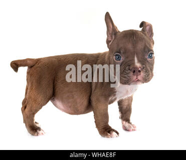 Welpen american Bully vor weißem Hintergrund Stockfoto