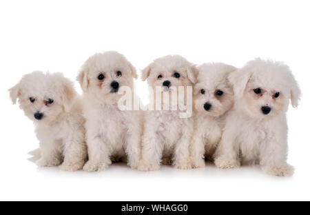 Junge Bichon Akazie vor weißem Hintergrund Stockfoto