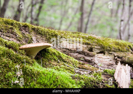 Polyporus squamosus aka Cerioporus squamosus Stockfoto