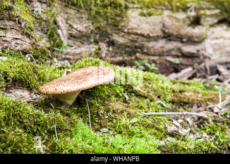 Polyporus squamosus aka Cerioporus squamosus Stockfoto