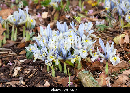 Hellblauen Blumen von Zwerg Iris reticulata 'Katherine Hodgkin', Iris 'Katherine Hodgkin' im frühen Frühjahr Stockfoto