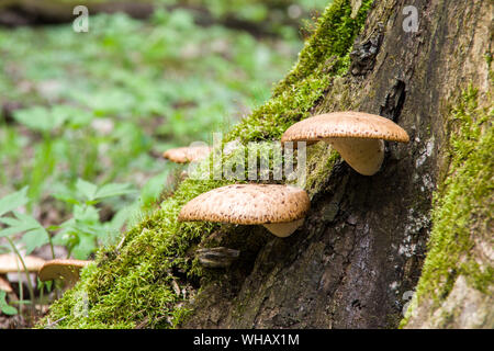 Polyporus squamosus aka Cerioporus squamosus Stockfoto