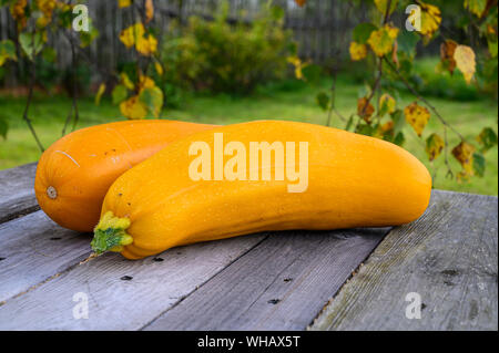 Herbst Ernte der gelben Zucchini auf dem Tisch im Garten. Stockfoto