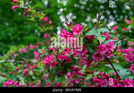 Blühende Weigela. Weigela Evita niedrig wachsende Strauch mit roten und