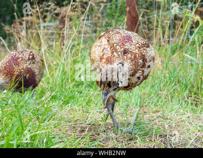 Fasan Küken/Küken in Stift in North Yorkshire, Großbritannien Stockfoto