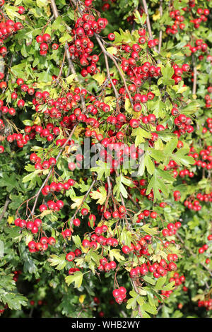 Weißdorn Rosa moschata Beeren Stockfoto