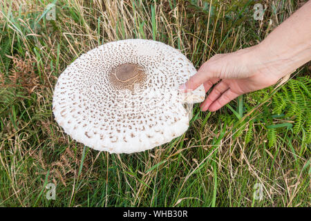 Sonnenschirm Pilz (Macrolepiota procera) zunehmend auf die Steilküste. Großbritannien Stockfoto