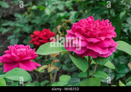 Rosa Rosen. Blühende Rosen in der Stadt garten. Stockfoto