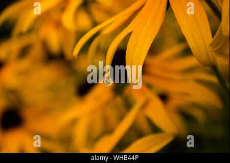 Garten im Tautropfen. Vergrößern der Tautropfen und das ganze Bett der Black Eyed Susan Blumen sind zu sehen, sowie der blaue Himmel Horizont in einem Tropfen, Stockfoto