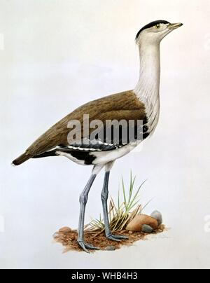 Vogel Illustration - große indische Trappe (Indien/Pakistan) von Jörg Kuhn - lebt in ariden und semi-ariden Grasland.. Stockfoto