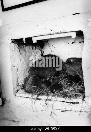 Schützende Steine in einer Mühle in Killin gegen die Torrent, stürzt sich in das Loch zu schützen. Sie sind in einer Nische des östlichen Tores eine Mühle gehalten. Diese Steine ähneln die Organe sagten sie zu heilen: Augen, Nieren, Leber, Lunge, Herz. Die Steine sind in der Tweed Mühle neben Dochart liegt in der Nähe von Killin Stockfoto