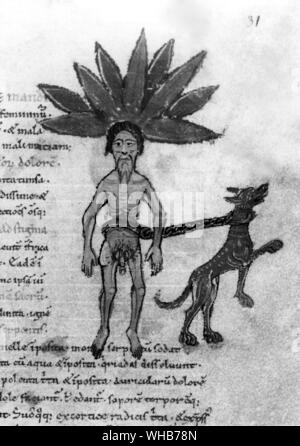 Der Glaube an Magie stirbt Hart. Ein Mandrake, gezogen von einem Wolfshund der einzige Weg zu erfassen und aus dem Boden reißen. Mittelalterliche Bestiarium MS Ashmole 1431. . Mandrake ist der gemeinsame Name für die Mitglieder der Gattung Mandragora vom Nachtschatten Familie Stockfoto