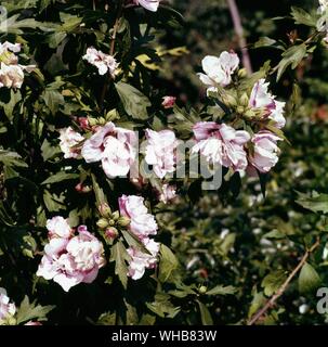 Hibiscus syriacus Ardens - Ardens stieg von Sharon. Stockfoto