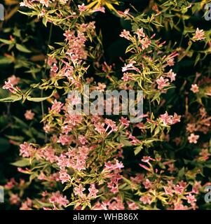 Jasminum Stephanense. Stockfoto