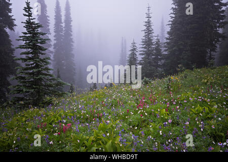 Frische herbst Schneefall auf höchsten Washington's Peak, Mt Rainier, in Plummer Peak Tarn am Mount Rainier National Park wider. Stockfoto