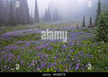 Frische herbst Schneefall auf höchsten Washington's Peak, Mt Rainier, in Plummer Peak Tarn am Mount Rainier National Park wider. Stockfoto