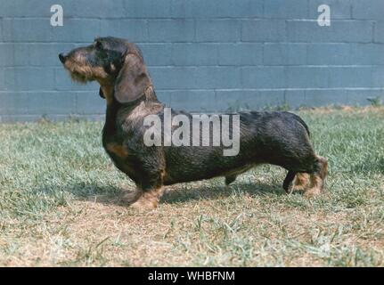 Kabel behaartes Dackel ist eine kurzbeinige, länglichen Rasse des Hundes Familie. CH. Westphal ist Shillalah Stockfoto