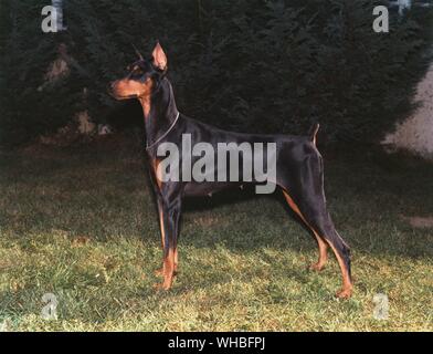 Doberman Pinscher Stockfoto