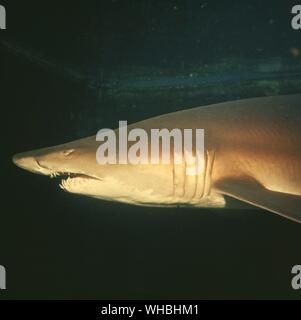Graynurse shark: MANEATER 9 m lang und ca. 3 m, Great Barrier Reef, Queensland, Australien Stockfoto