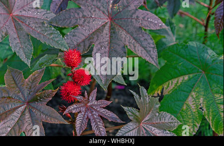 Früchte der Castor-Baum. Castor-bean Baum mit roten stachelige Früchte und bunte Blätter. Stockfoto