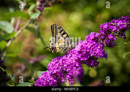 Ein wahrhaftes Porträt einer Pieris brassicae oder sonst wie die Königin Seite bekannt. Der Schmetterling sitzt auf einem Ast voller lila Blüten aus der Bu Stockfoto