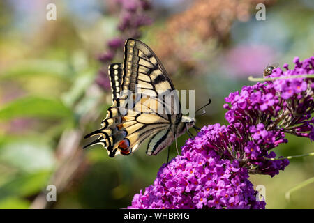 Eine Nahaufnahme makro Portrait einer Pieris rapae Schmetterling, auch als die Königin Seite bekannt. Es sitzt auf einem Ast mit lila Blüten der Schmetterling Stockfoto