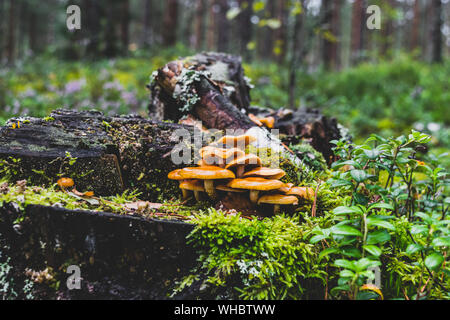 Bündel nasse gelbe Pilze wachsen auf alten und mit Moos Baumstumpf in der Mitte des Waldes während der frühen Herbst Zeit bedeckt Stockfoto