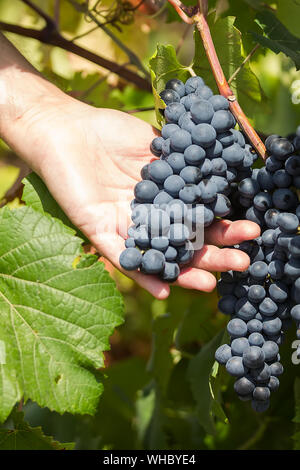Trauben der Ernte. Bauern Hände mit frisch geernteten Trauben. Weinberg der Sorte Primitivo di Manduria in Apulien in Süditalien, particul Stockfoto