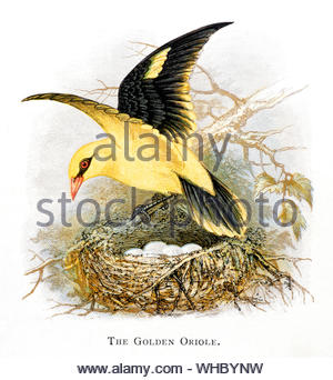 Pirol (Oriolus oriolus) am Nest mit Eiern, vintage Abbildung im Jahr 1898 veröffentlicht. Stockfoto