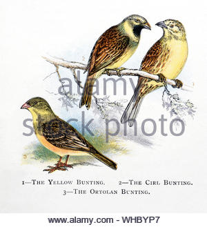 Gelbe Bunting (Emberiza citrinella), Cirl Bunting (Emberiza cirlus), Ortolan (Emberiza hortulana), vintage Abbildung im Jahr 1898 veröffentlicht. Stockfoto