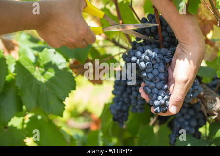 Trauben der Ernte. Bauern Hände mit frisch geernteten Trauben. Weinberg der Sorte Primitivo di Manduria in Apulien in Süditalien, particul Stockfoto