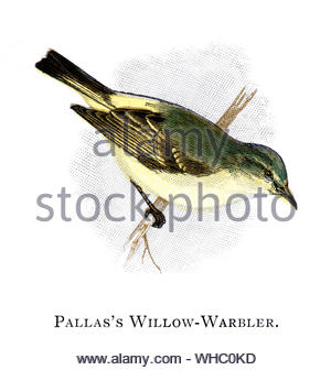 Pallas der Fitis (Phylloscopus proregulus), vintage Abbildung im Jahr 1898 veröffentlicht. Stockfoto