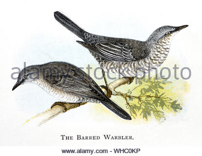 Warbler (Sylvia nisoria), vintage Abbildung 1898 veröffentlicht gesperrt Stockfoto