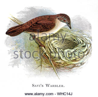 Der Savi Warbler (Locustella luscinioides) am Nest mit Eiern, vintage Abbildung im Jahr 1898 veröffentlicht. Stockfoto