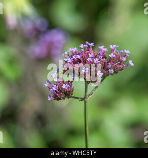 Makro Nahaufnahme Lila Blume Masse der Argentinischen vervain/Purpletop Eisenkraut - Verbena bonariensis. Heilpflanze einmal in pflanzliche Heilmittel verwendet Stockfoto