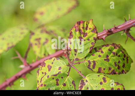 Blatt der Dornbusch/Rubus fruticous agg. mit violetten Dornbusch Rost verursacht durch Phragmidium Violaceum. Stockfoto