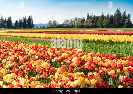 Hellen bunten Tulpenfeld Landschaft. Stockfoto