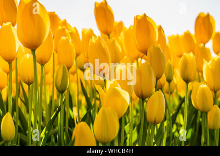 Gelbe Tulpen in der Sonne. Stockfoto