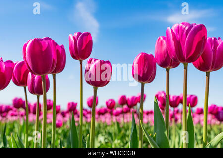Rosa Tulpen wachsen in einem Feld, vor blauem Himmel. Stockfoto