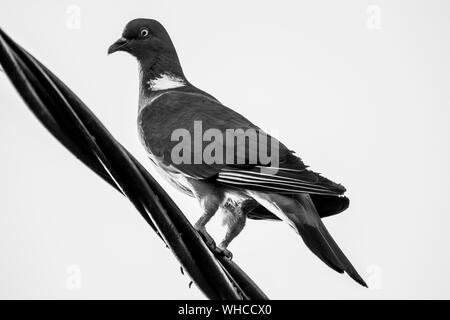 Eine Nahaufnahme schwarz-weiss Bild einer Taube Vogel sitzt auf einer hohen Spannung elektrische Kabel. Stockfoto