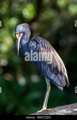 Dreifarbige Heron Sunbading in Green Cay Feuchtgebiete Stockfoto