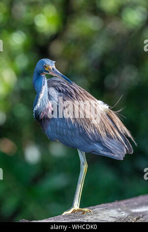 Dreifarbige Heron Sunbading in Green Cay Feuchtgebiete Stockfoto