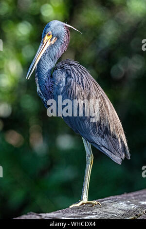 Dreifarbige Heron Sunbading in Green Cay Feuchtgebiete Stockfoto