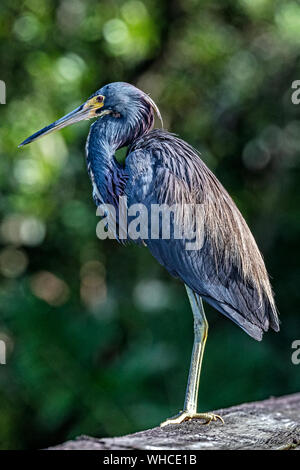 Dreifarbige Heron Sunbading in Green Cay Feuchtgebiete Stockfoto