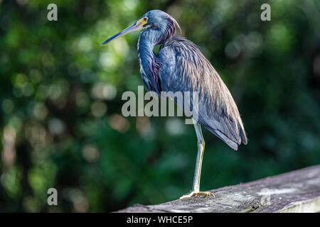 Dreifarbige Heron Sunbading in Green Cay Feuchtgebiete Stockfoto